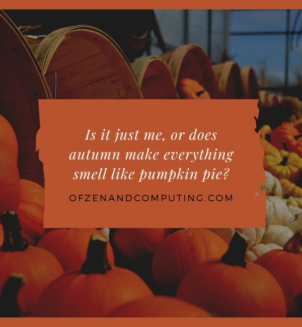 Funny Fall Captions For Instagram (2022)