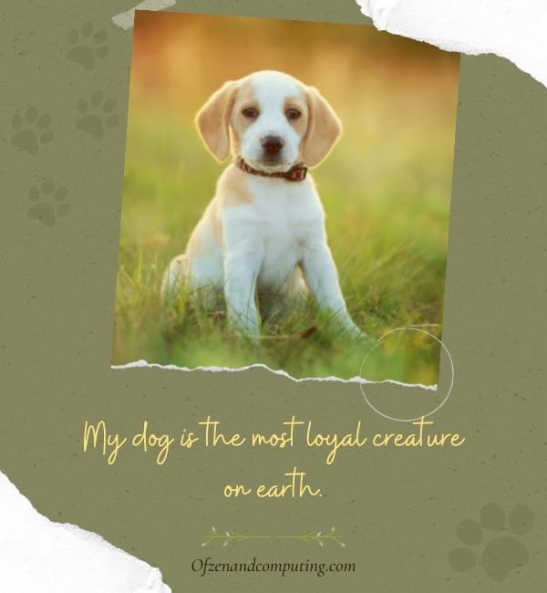 Cute Dog Captions For Instagram (2022)