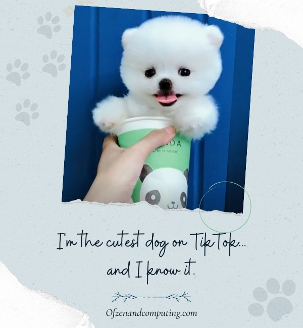 Dog Captions For TikTok (2022)