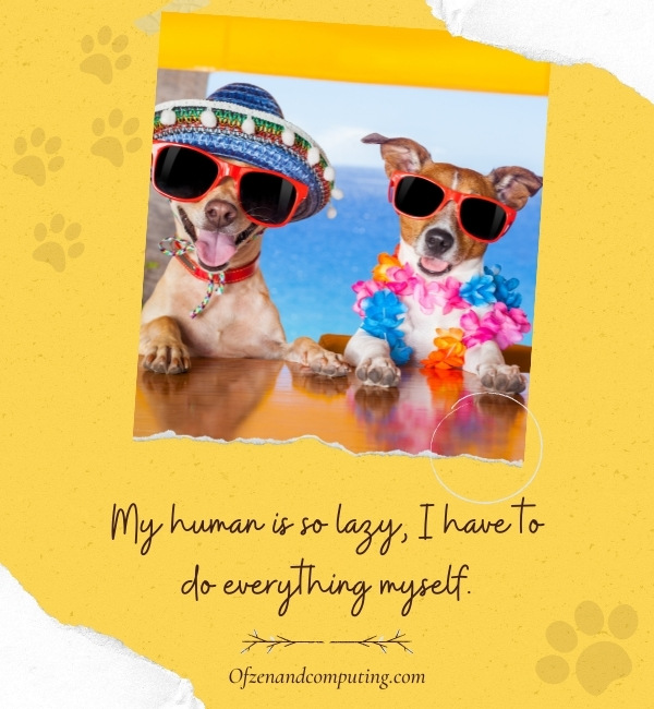 2500+ Dog Captions For Instagram (2023) Funny, Cute, Birthday 2500+ Dog Captions For Instagram (2023) Funny, Cute, Birthday