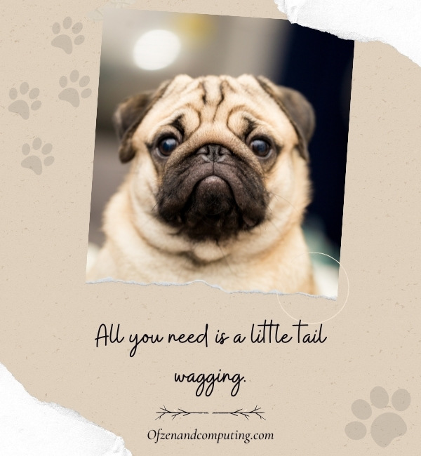 2500+ Dog Captions For Instagram (2023) Funny, Cute, Birthday 2500+ Dog Captions For Instagram (2023) Funny, Cute, Birthday