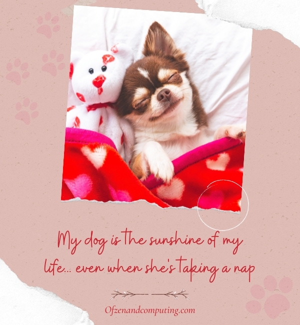 Sleeping Dog Captions For Instagram (2022)