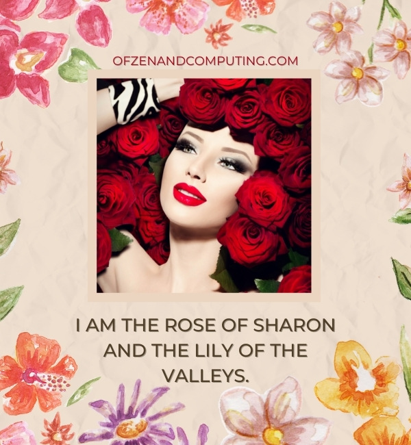 Rose Flower Captions For Instagram (2022)