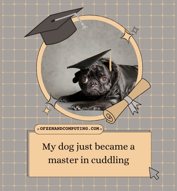 Dog Graduation Captions For Instagram (2023)