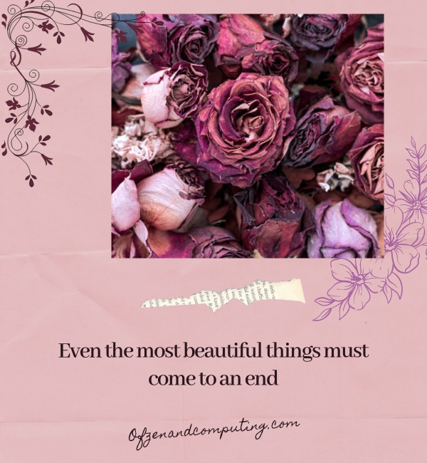Dead Flower Captions For Instagram (2025)