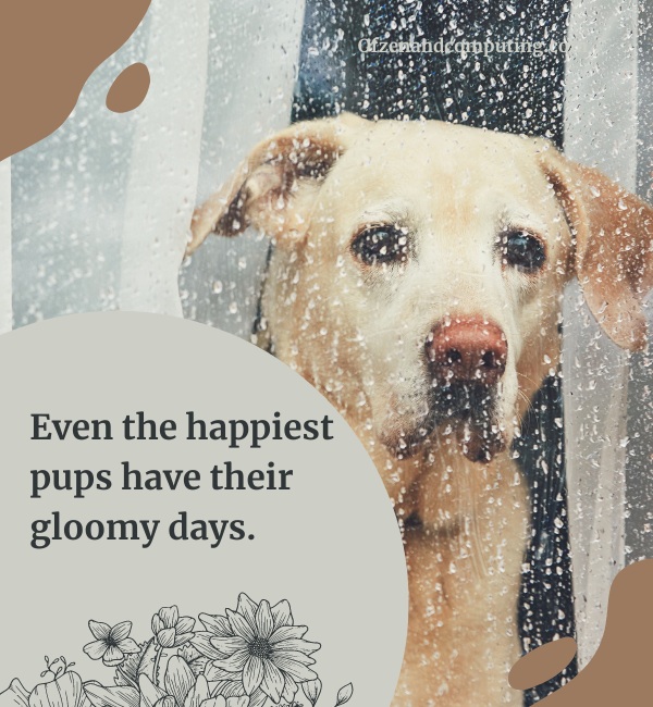 Sad Dog Captions For Instagram (2025)