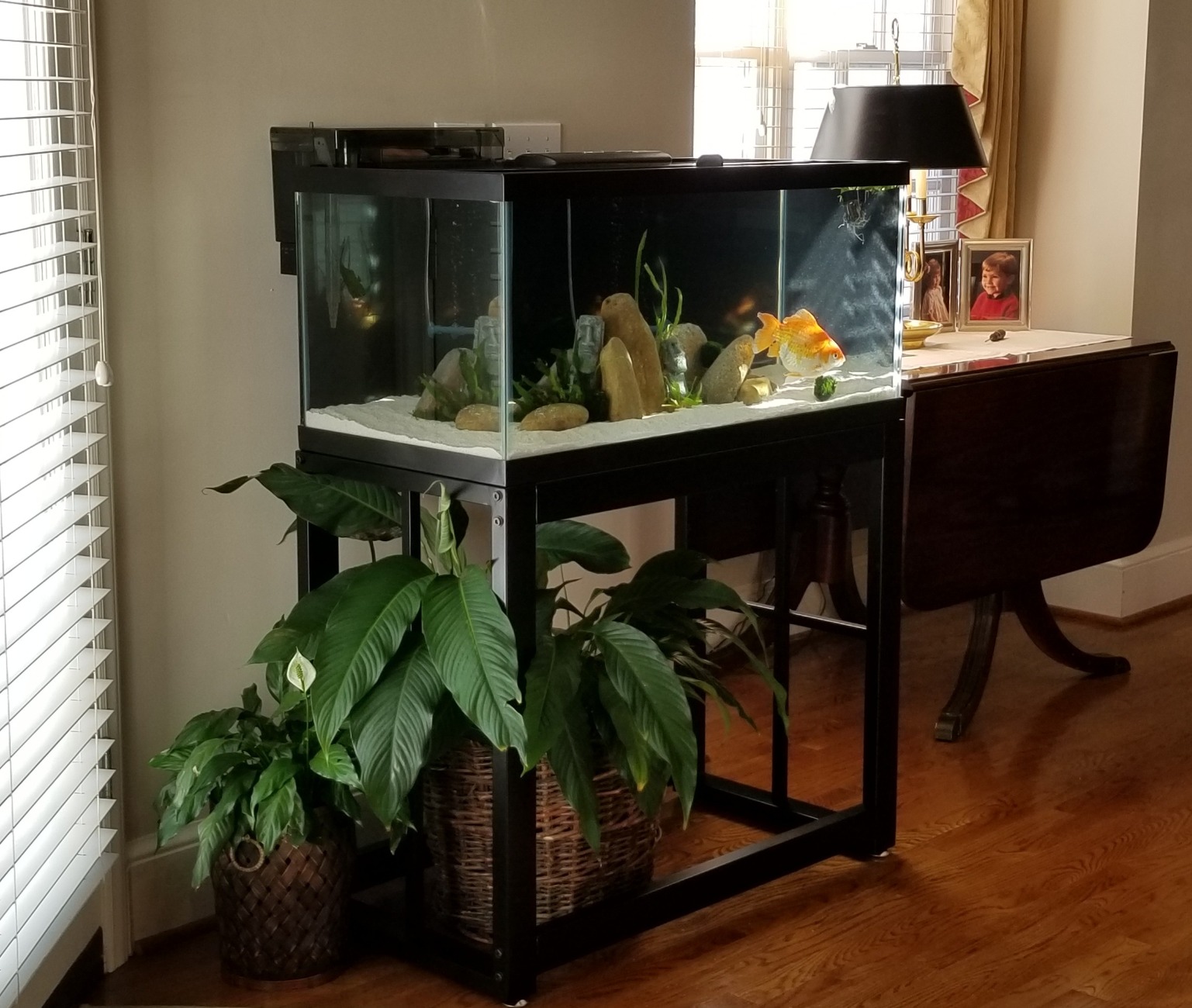 EHEIM Quick Vac Pro Automatic Gravel Cleaner and Sludge Extractor- PetOverstock - Customer Photo 1