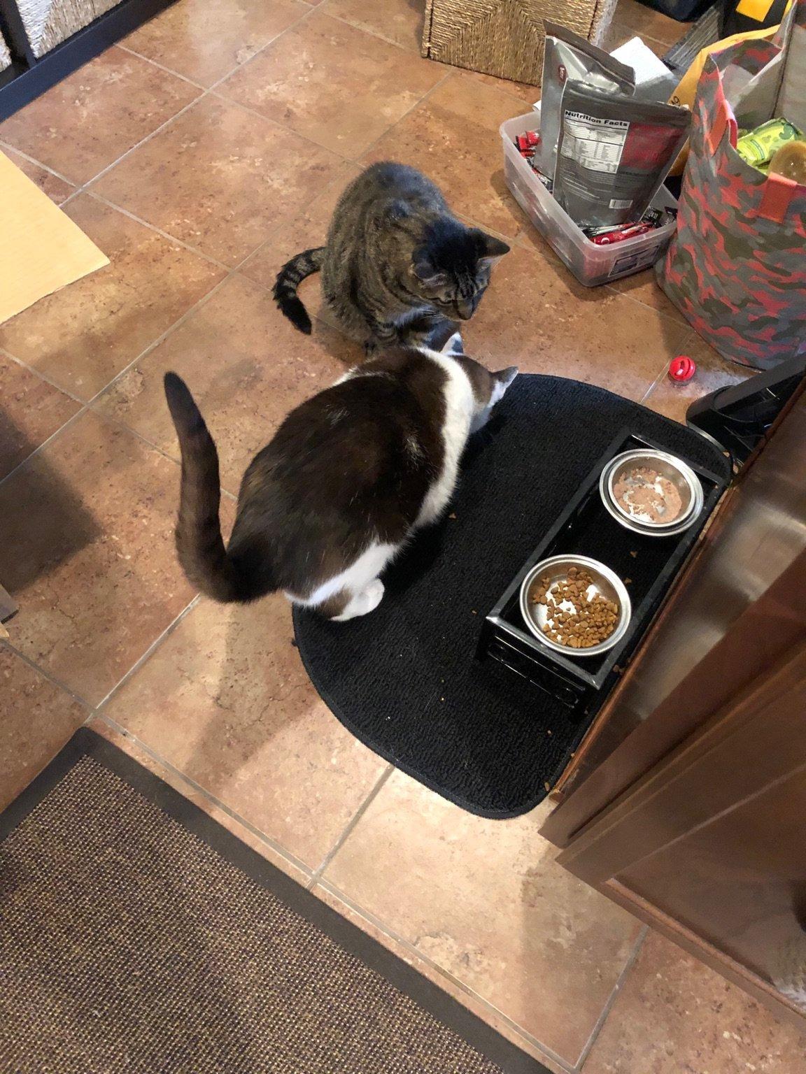 Feline Natural High Protein Dry Cat Food, Freeze-Dried Diet with 98% Meat, Organs & Seafood, No Peas, Grains, or Artificial Additives, Made in New Zealand, Chicken & Lamb, 11oz Customer Review Feline Natural High Protein Dry Cat Food, Freeze-Dried Diet with 98% Meat, Organs & Seafood, No Peas, Grains, or Artificial Additives, Made in New Zealand, Chicken & Lamb, 11oz - Customer Photo 1