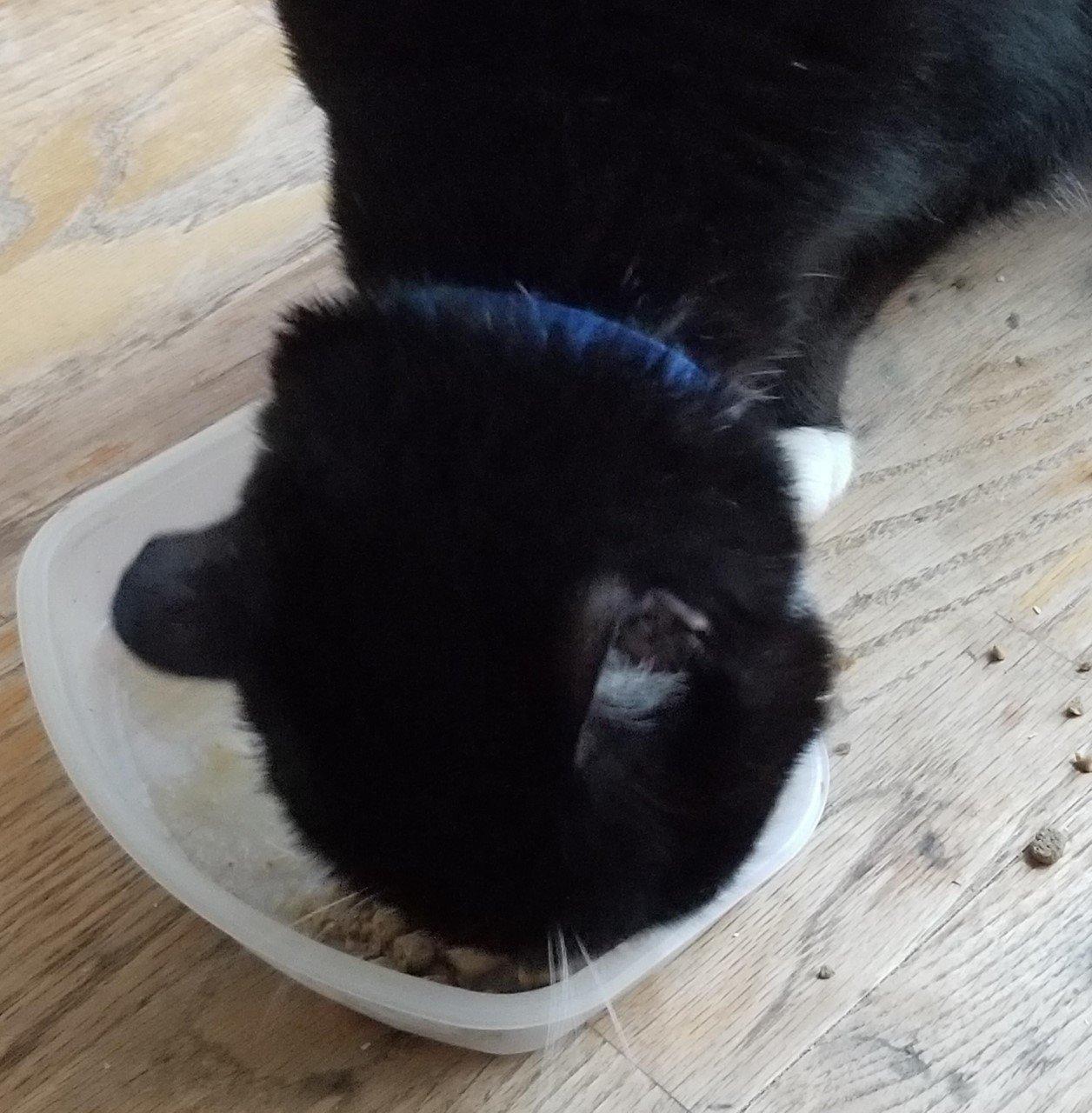 Feline Natural High Protein Dry Cat Food, Freeze-Dried Diet with 98% Meat, Organs & Seafood, No Peas, Grains, or Artificial Additives, Made in New Zealand, Chicken & Lamb, 11oz Customer Review Feline Natural High Protein Dry Cat Food, Freeze-Dried Diet with 98% Meat, Organs & Seafood, No Peas, Grains, or Artificial Additives, Made in New Zealand, Chicken & Lamb, 11oz - Customer Photo 3