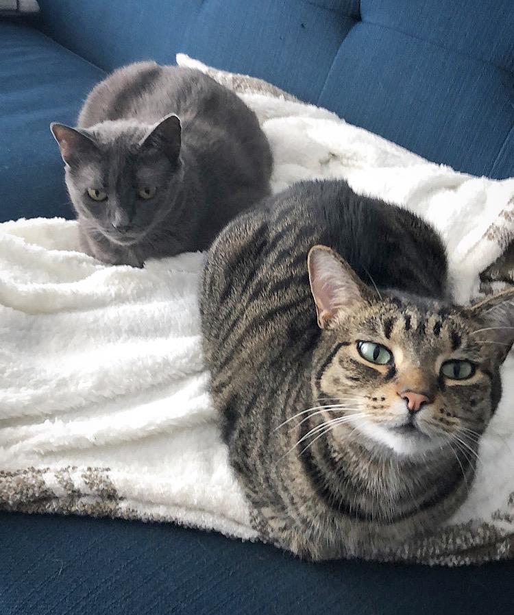 Fresh Pet Select Roasted Refrigerated Meals for Cats Chicken With Carrots and Spinach Recipe, 1 lb Customer Review Fresh Pet Select Roasted Refrigerated Meals for Cats Chicken With Carrots and Spinach Recipe, 1 lb - Customer Photo 2