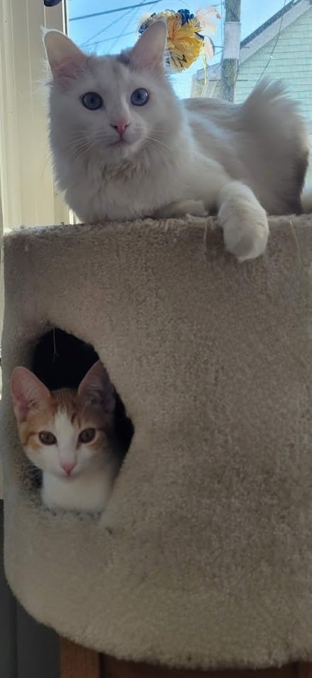 Fresh Pet Select Roasted Refrigerated Meals for Cats Chicken With Carrots and Spinach Recipe, 1 lb Customer Review Fresh Pet Select Roasted Refrigerated Meals for Cats Chicken With Carrots and Spinach Recipe, 1 lb - Customer Photo 3