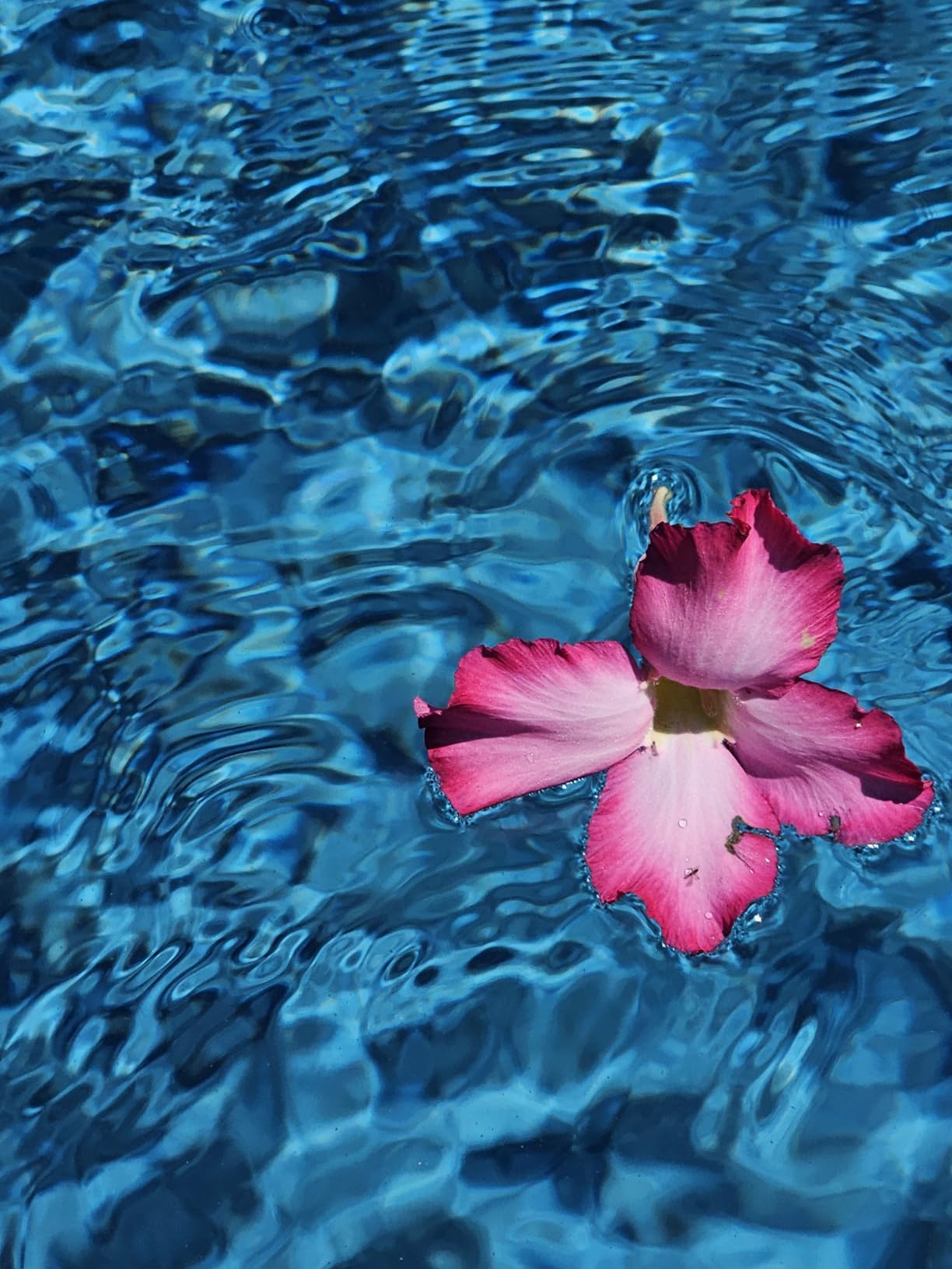 Dolphin Premier Robotic Pool Cleaner with Top-Load Filter Cartridges and Weekly Timer, Ideal for Pools up to 50 Feet Customer Review Dolphin Premier Robotic Pool Cleaner with Top-Load Filter Cartridges and Weekly Timer, Ideal for Pools up to 50 Feet - Customer Photo 1