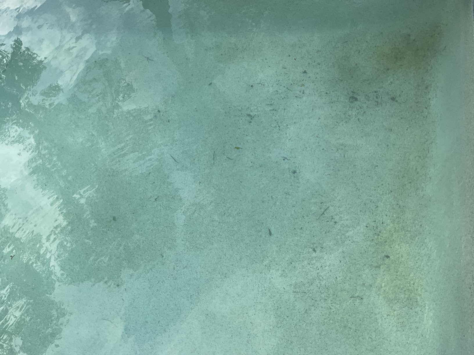 Dolphin Premier Robotic Pool Cleaner with Top-Load Filter Cartridges and Weekly Timer, Ideal for Pools up to 50 Feet Customer Review Dolphin Premier Robotic Pool Cleaner with Top-Load Filter Cartridges and Weekly Timer, Ideal for Pools up to 50 Feet - Customer Photo 2