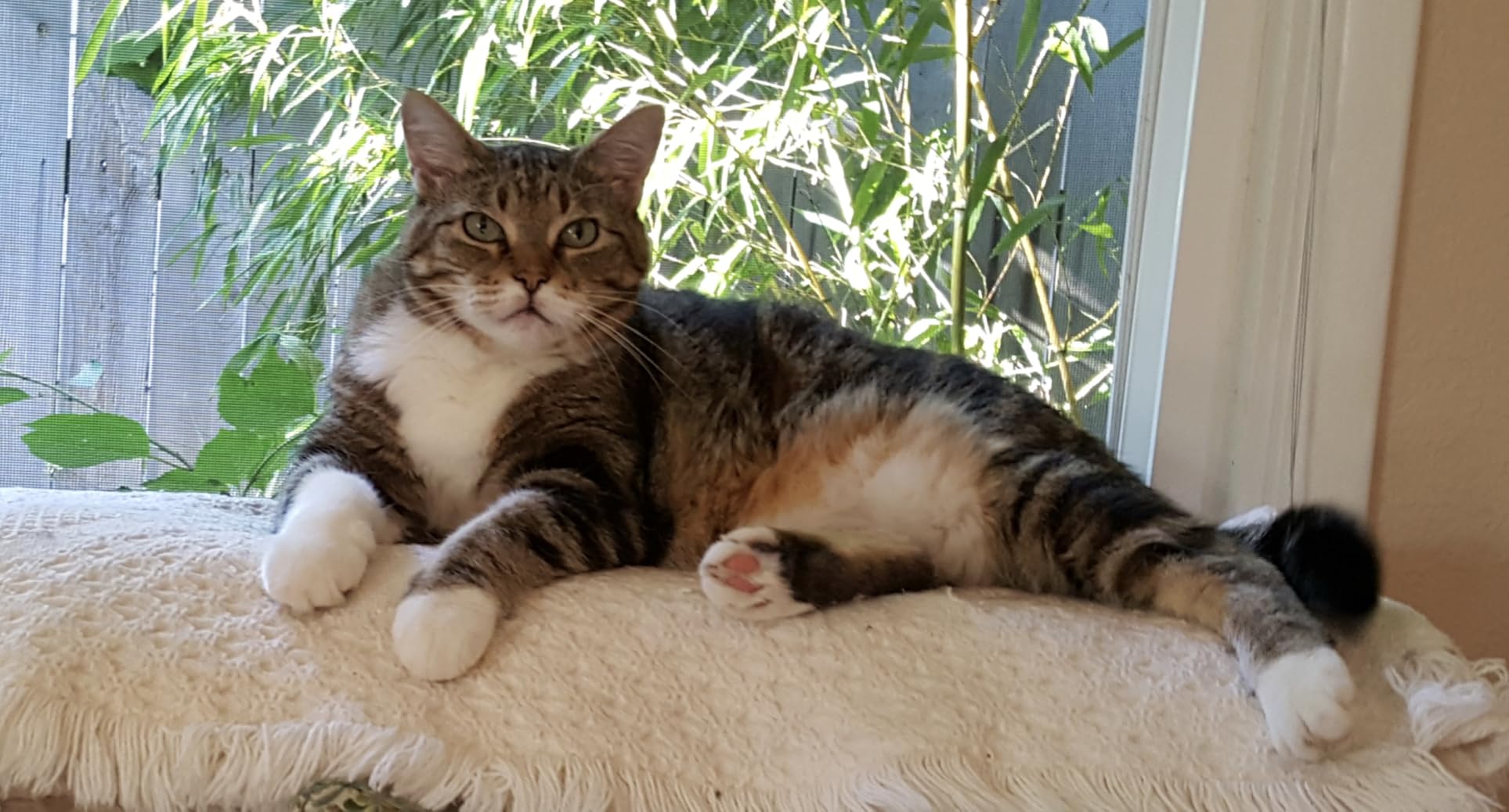 Stella & Chewy's Freeze-Dried Raw Cat Dinner Morsels - Premium Chicken Recipe with 98% Cage-Free Meat & Organs - Natural Grain-Free Cat & Kitten Food - Made in USA - 18 oz Customer Review Stella & Chewy's Freeze-Dried Raw Cat Dinner Morsels - Premium Chicken Recipe with 98% Cage-Free Meat & Organs - Natural Grain-Free Cat & Kitten Food - Made in USA - 18 oz - Customer Photo 2