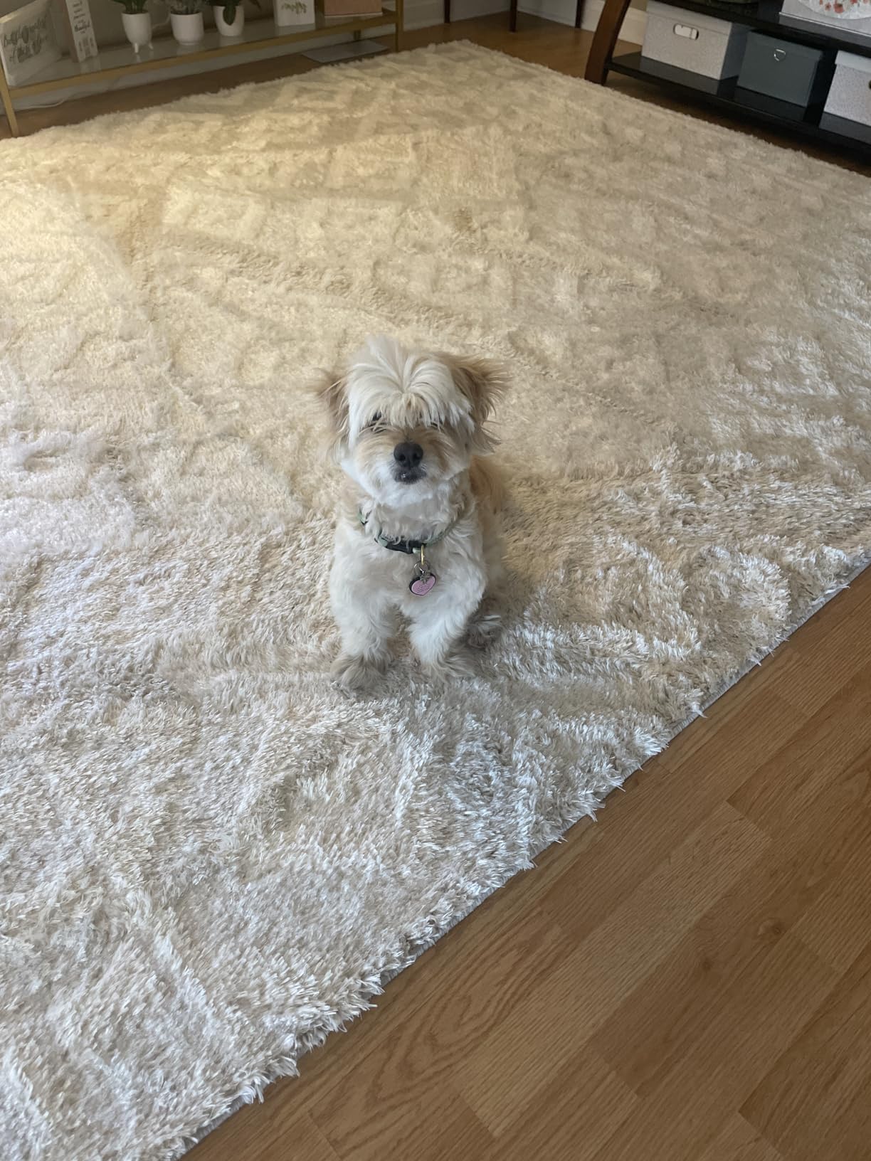 Hoover PowerDash Pet Compact Carpet Cleaner Machine, Lightweight Shampooer Machine, Pair with a Hoover Carpet Cleaner Solution for a Bright, Refreshed Home Customer Review Hoover PowerDash Pet Compact Carpet Cleaner Machine, Lightweight Shampooer Machine, Pair with a Hoover Carpet Cleaner Solution for a Bright, Refreshed Home - Customer Photo 3