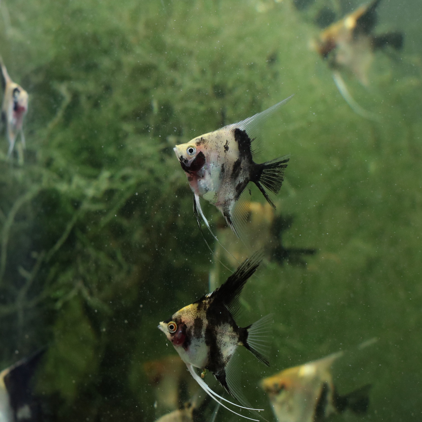 UPETTOOLS Aquarium Gravel Cleaner - Electric Automatic Removable Vacuum Water Changer Sand Algae Cleaner Filter Changer 110V/28W - Customer Photo 1