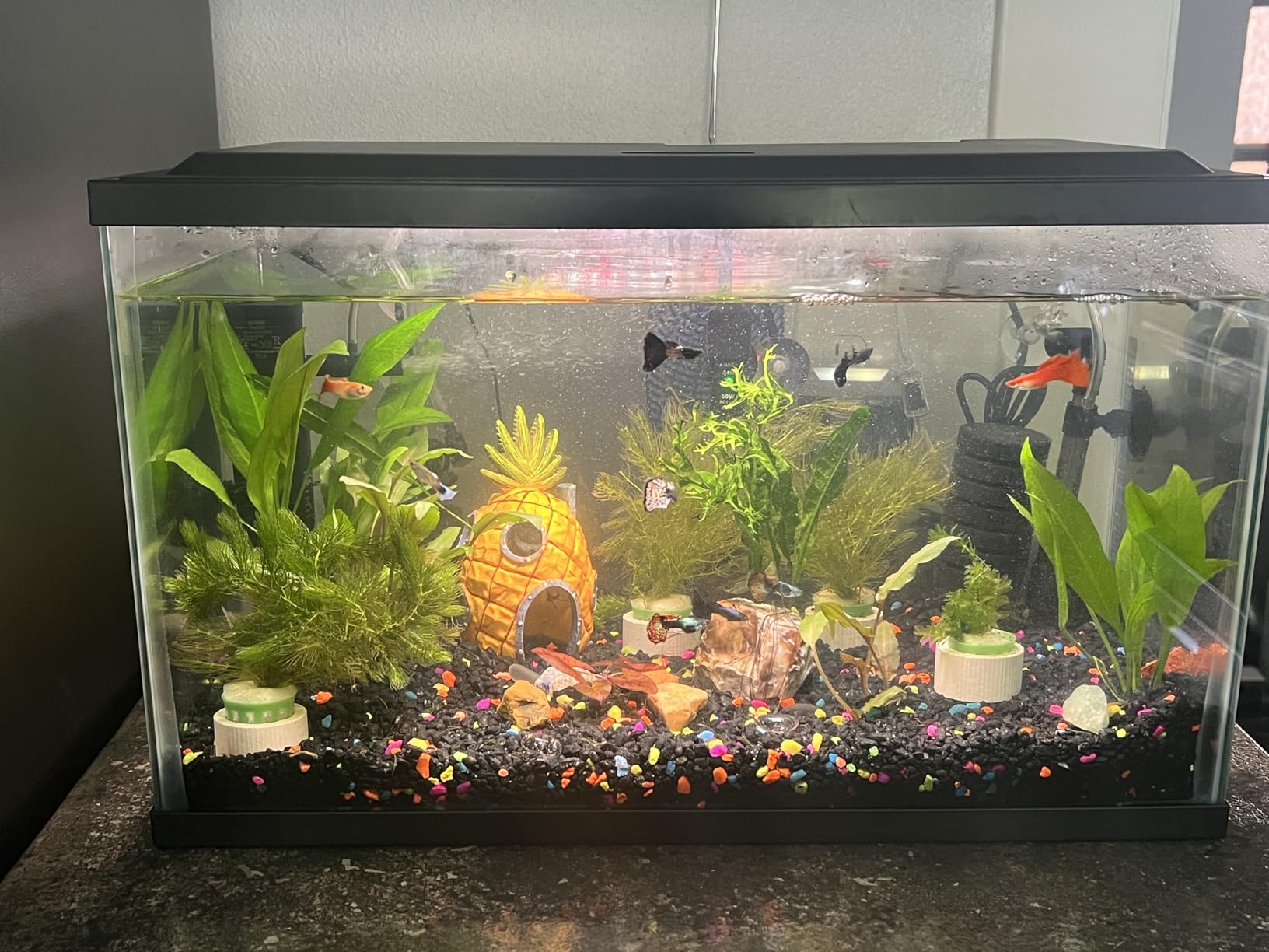 Tetra Water Cleaner Gravel Siphon for Aquariums, Easily Clean Freshwater Aquariums - Customer Photo 3