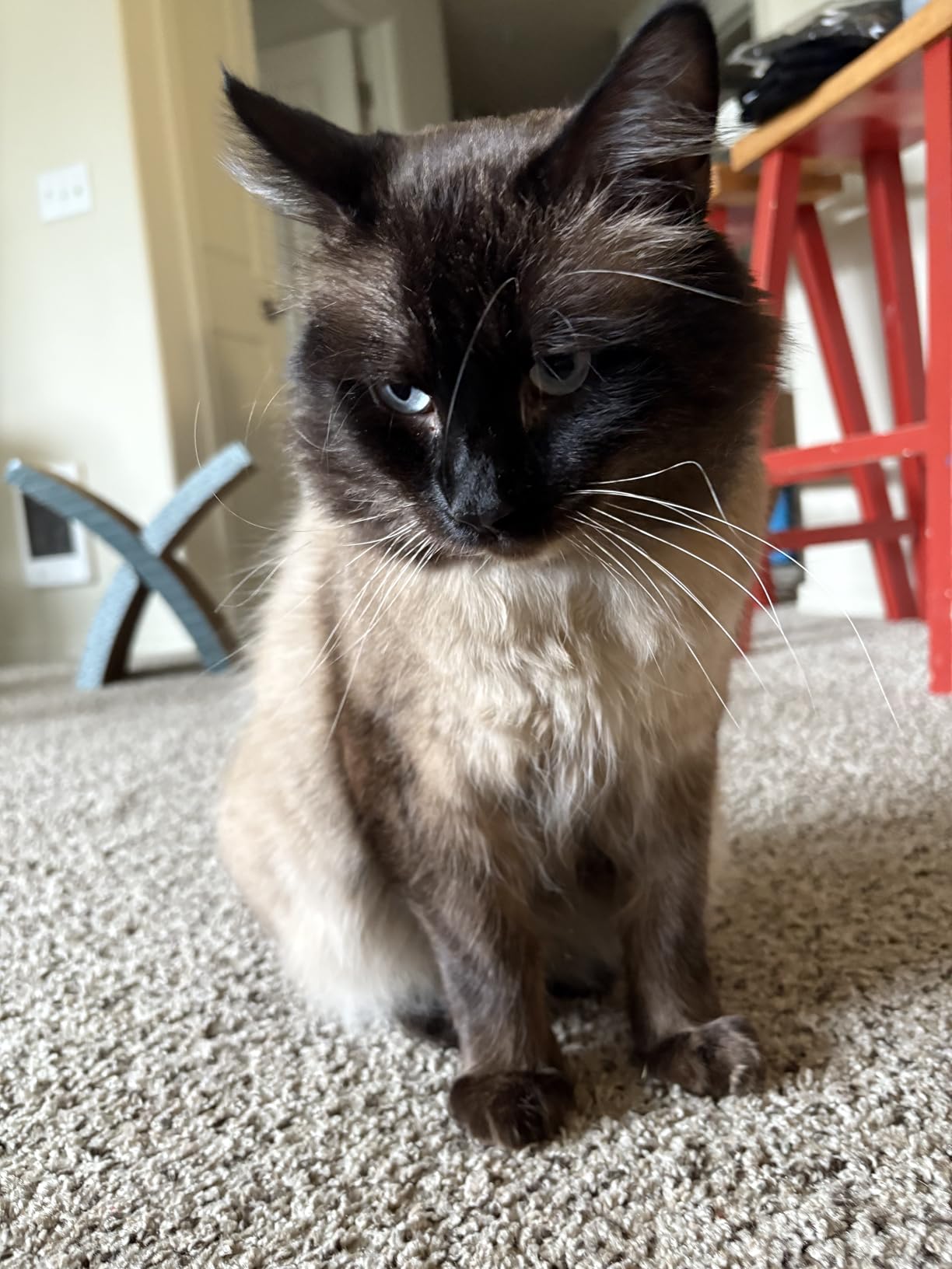 Eureka PowerSpeed Lightweight Upright Vacuum Cleaner for Carpet and Hard Floor, Powerful Bagless Upright Vacuum Cleaner for Home Pets, NEU181A, Blue Customer Review Eureka PowerSpeed Lightweight Upright Vacuum Cleaner for Carpet and Hard Floor, Powerful Bagless Upright Vacuum Cleaner for Home Pets, NEU181A, Blue - Customer Photo 2