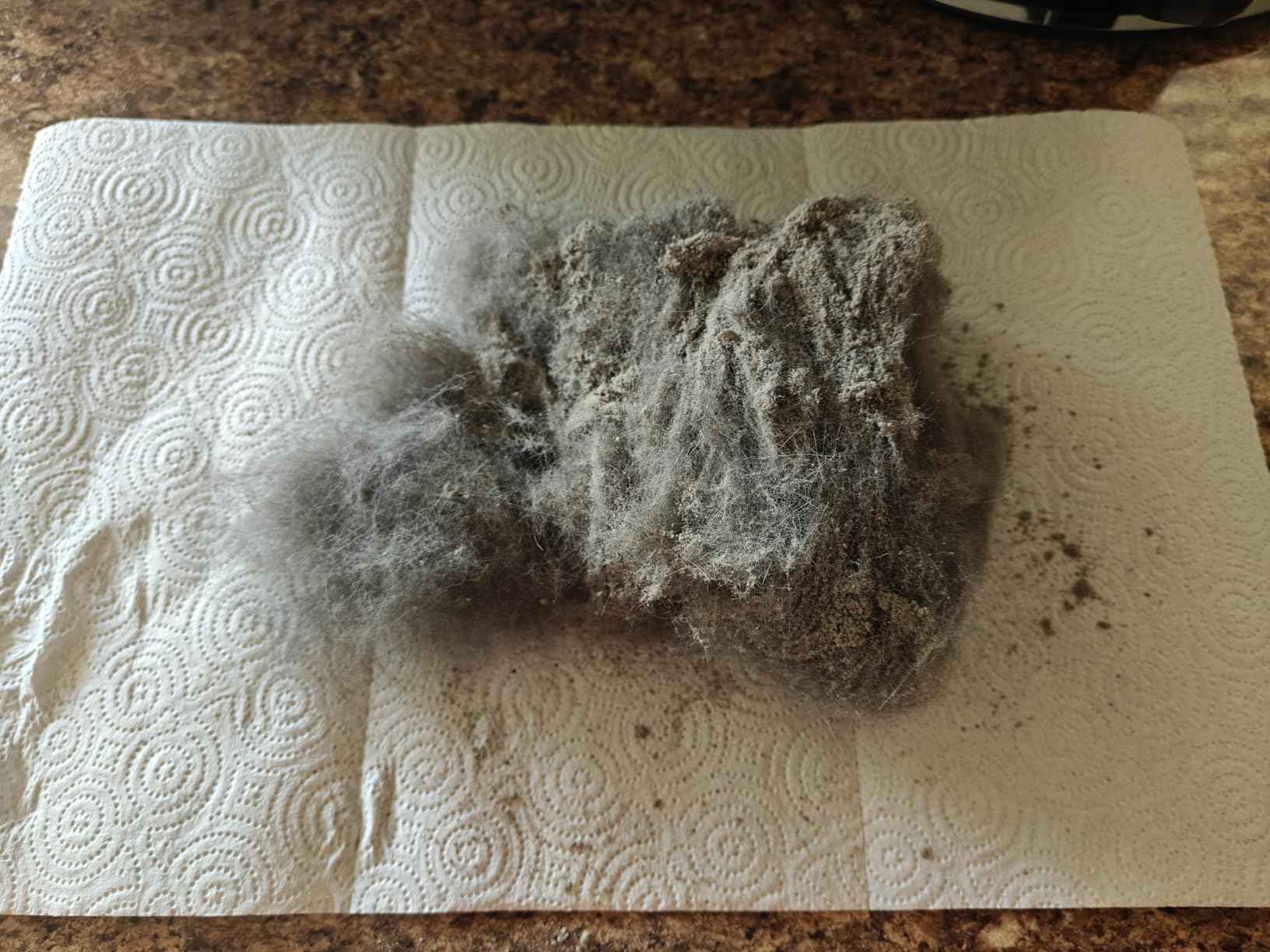 Eureka NEU10AE5 Powerful Bagless Upright Vacuum Cleaner Carpet and Floor, AirSpeed Ultra-Lightweight Vacuum Cleaner, w/ Replacement Filter, Blue - Customer Photo 2