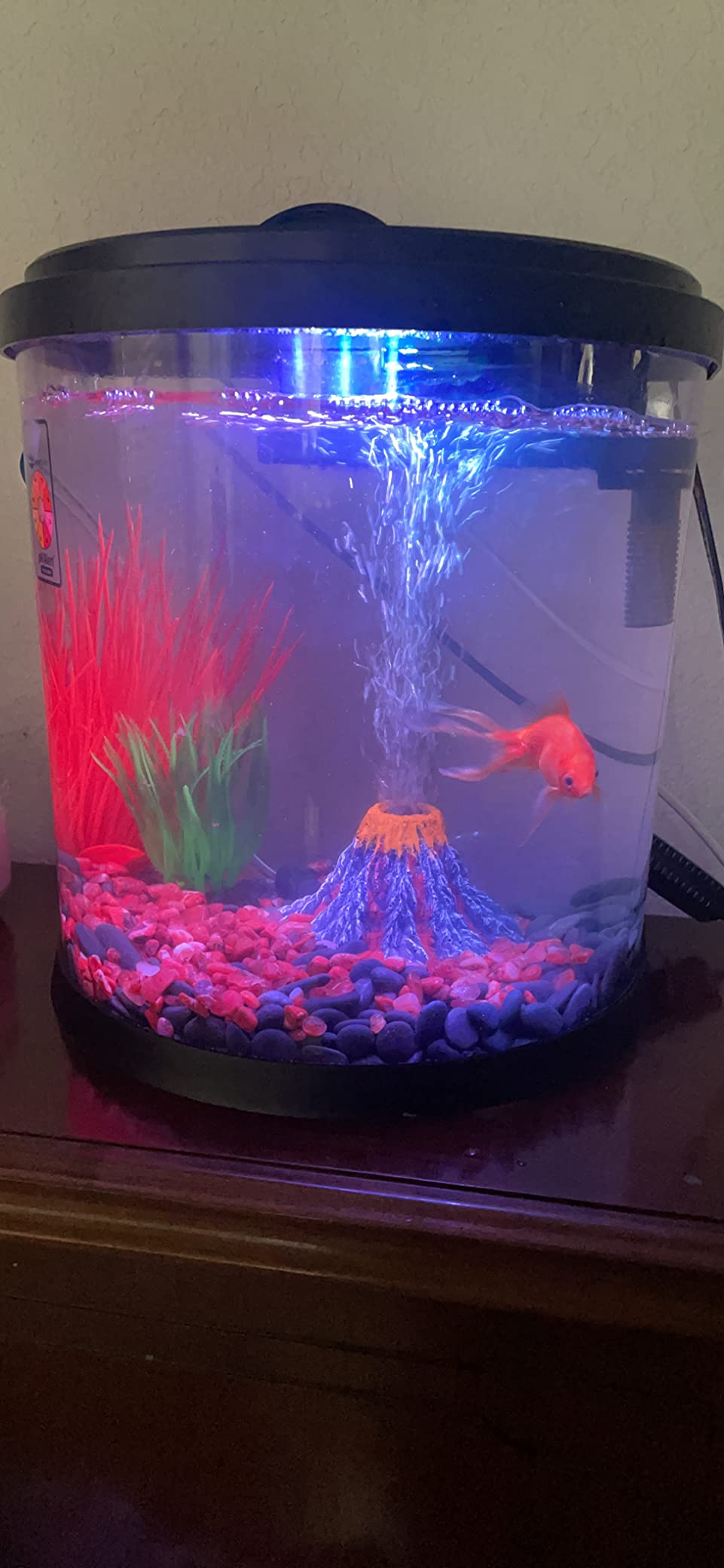 hygger Small Gravel Vacuum for Aquarium, Manual 80GPH Aquarium Gravel Cleaner Low Water Level Water Changer Fish Tank Cleaner with Pinch or Grip Run in Seconds Suction Ball Adjustable Length - Customer Photo 2