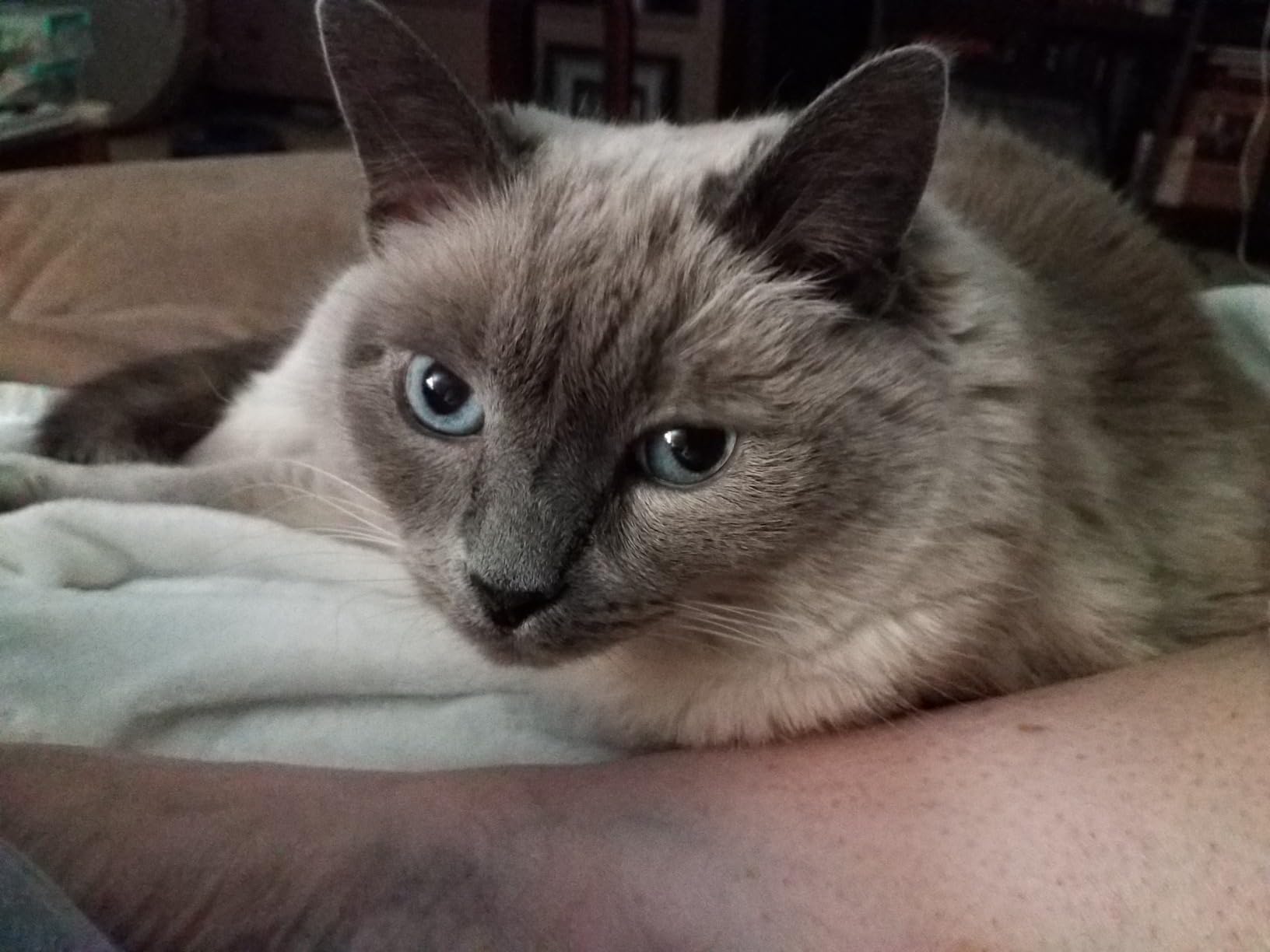 Instinct Raw Meals Freeze-Dried Chicken Cat Food, 25 oz. Bag Customer Review Instinct Raw Meals Freeze-Dried Chicken Cat Food, 25 oz. Bag - Customer Photo 3