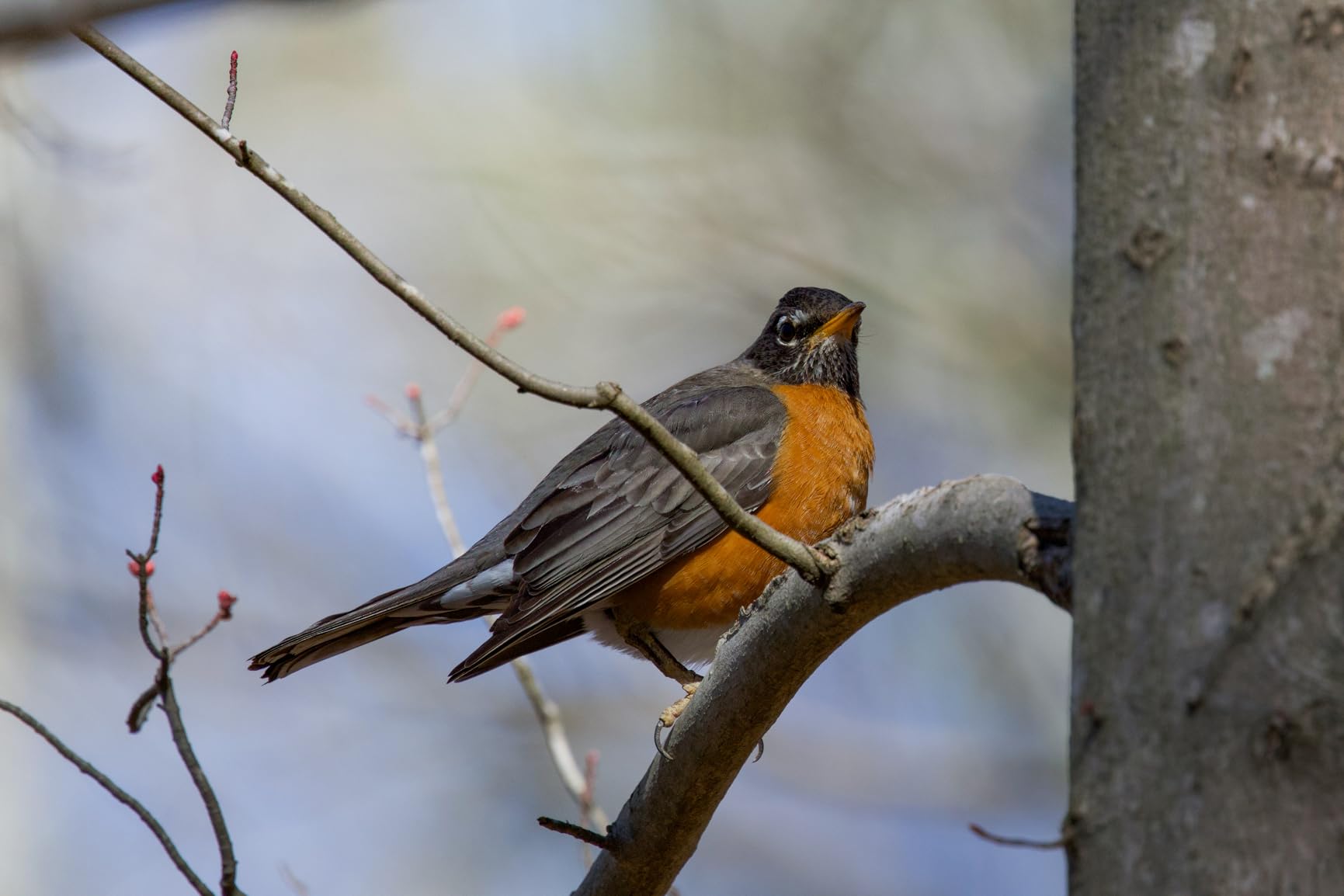 Canon EOS R7 Mirrorless Camera (Body Only), Hybrid Camera, 32.5 Megapixel (APS-C) CMOS Sensor, 4K Video, for Sports, Action, Content Creators, Vlogging Camera, Black - Customer Photo 1