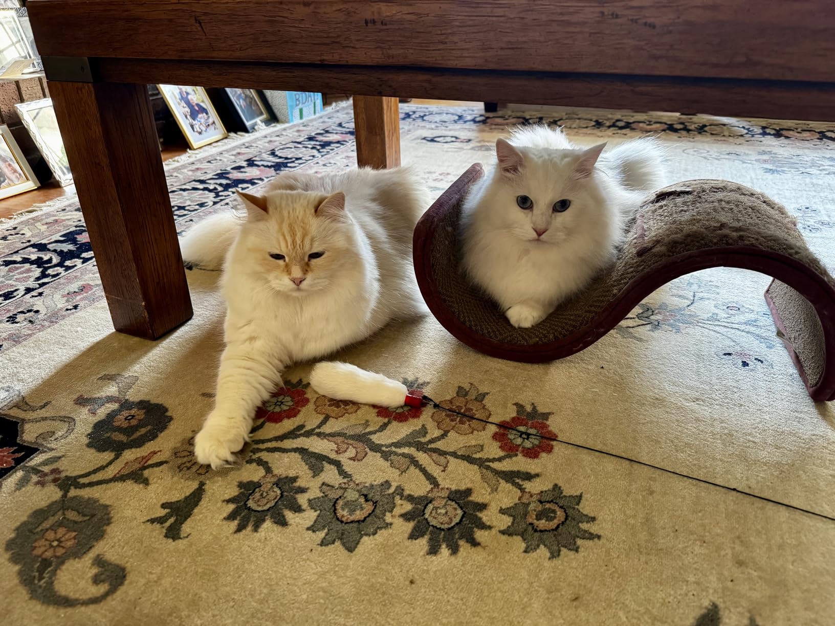 Dyson Ball Animal 3 Extra Upright Vacuum, Corded, 290AW, De-tangling Motorbar Cleaner Head for All Floors, 3 Suction Modes, Specialized pet Tools Customer Review Dyson Ball Animal 3 Extra Upright Vacuum, Corded, 290AW, De-tangling Motorbar Cleaner Head for All Floors, 3 Suction Modes, Specialized pet Tools - Customer Photo 3