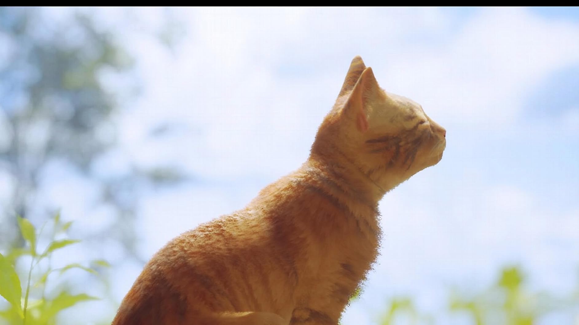 Stray for PlayStation 4 - Customer Photo 2