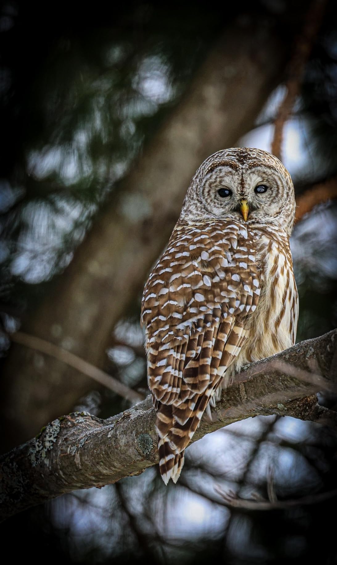 Canon EOS R6 Mark II Mirrorless Camera (Body Only), Full-Frame Camera, 24.2 Megapixel CMOS Sensor, Photo and Video Capabilities, Black - Customer Photo 1