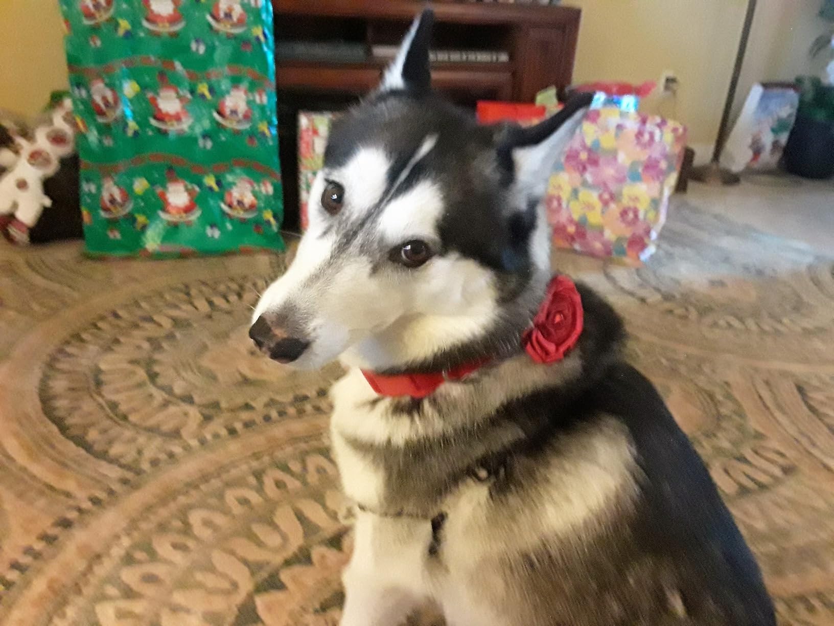 Shark ZU102 Rotator Pet Upright Vacuum with PowerFins HairPro & Odor Neutralizer Technology, Charcoal, 2.9 L Dust Cup - Customer Photo 3