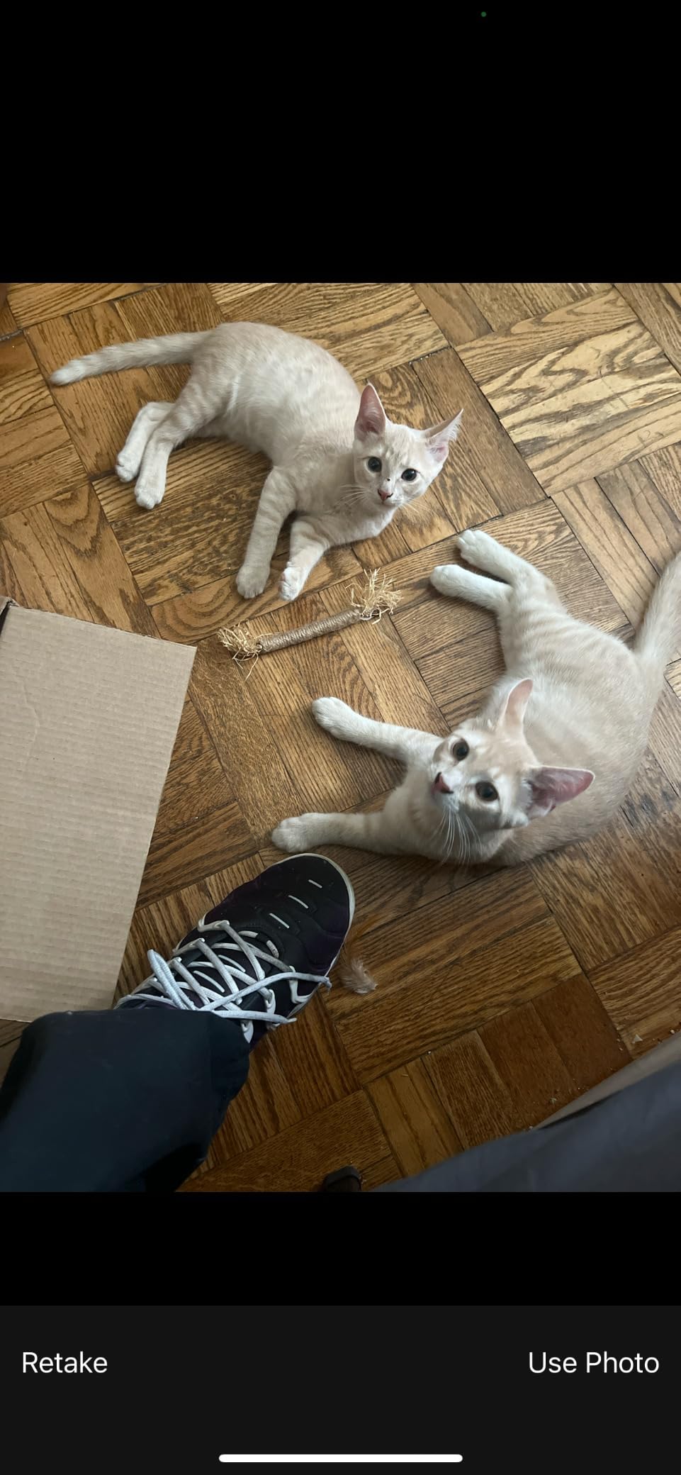 Vital Essentials Freeze-Dried Raw Pork Meal or Mixer Cat Food Crunchy Nibs, 12 oz Customer Review Vital Essentials Freeze-Dried Raw Pork Meal or Mixer Cat Food Crunchy Nibs, 12 oz - Customer Photo 2