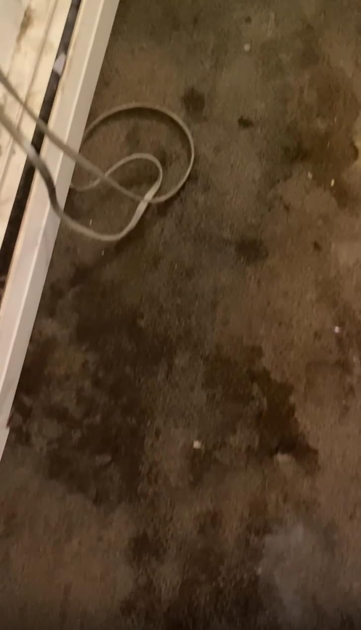 BISSELL Little Green Mini Portable Carpet and Upholstery Deep Cleaner, Car/Auto Detailer, with HydroRinse Self-Cleaning Tool and 4 BISSELL Little Green Mini Portable Carpet and Upholstery Deep Cleaner, Car/Auto Detailer, with HydroRinse Self-Cleaning Tool and 4