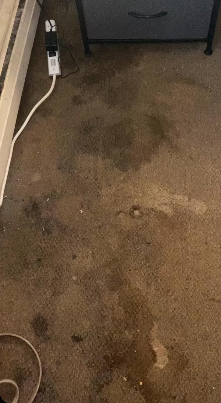 BISSELL Little Green Mini Portable Carpet and Upholstery Deep Cleaner, Car/Auto Detailer, with HydroRinse Self-Cleaning Tool and 4