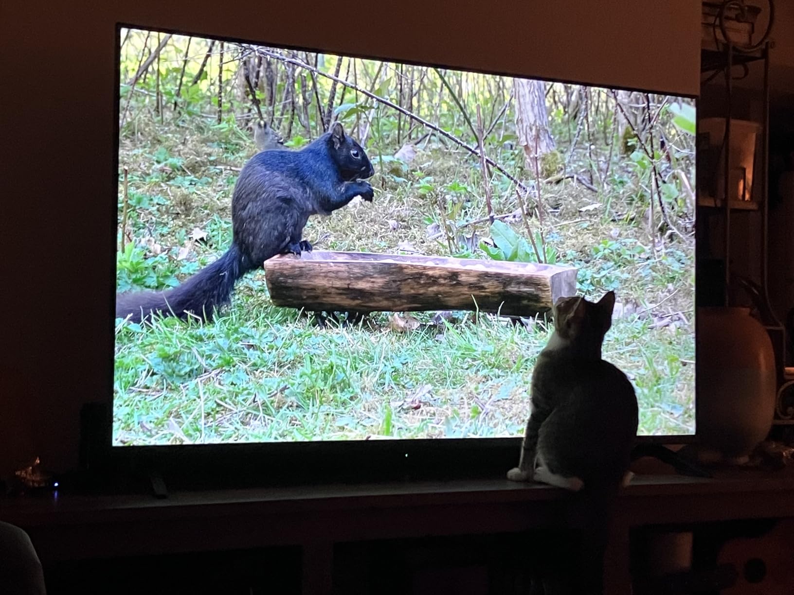 INSIGNIA 55-inch Class F50 Series LED 4K UHD Smart Fire TV with Alexa Voice Remote (NS-55F501NA26) Customer Review INSIGNIA 55-inch Class F50 Series LED 4K UHD Smart Fire TV with Alexa Voice Remote (NS-55F501NA26) - Customer Photo 1