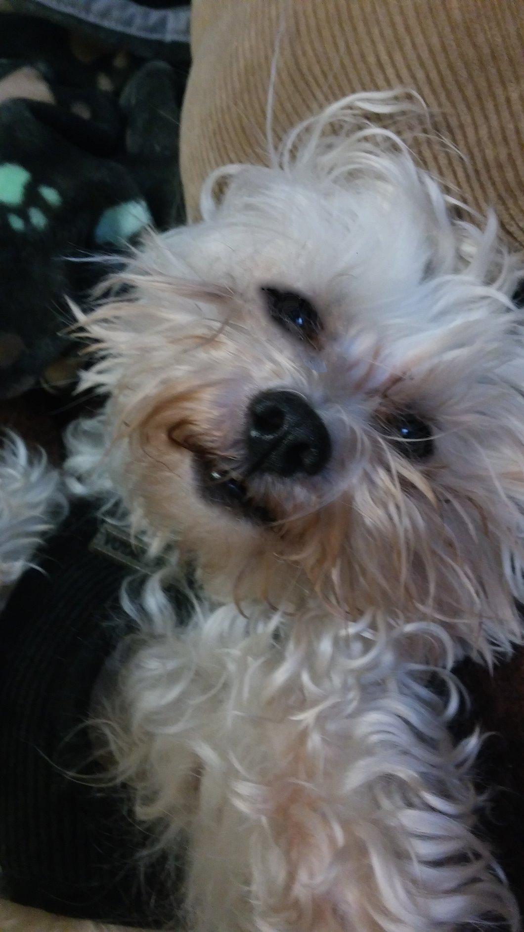 DVD For Dogs: While You Are Gone Relaxing Dog Video, Dog Movie for Separation Anxiety Customer Review DVD For Dogs: While You Are Gone Relaxing Dog Video, Dog Movie for Separation Anxiety - Customer Photo 2