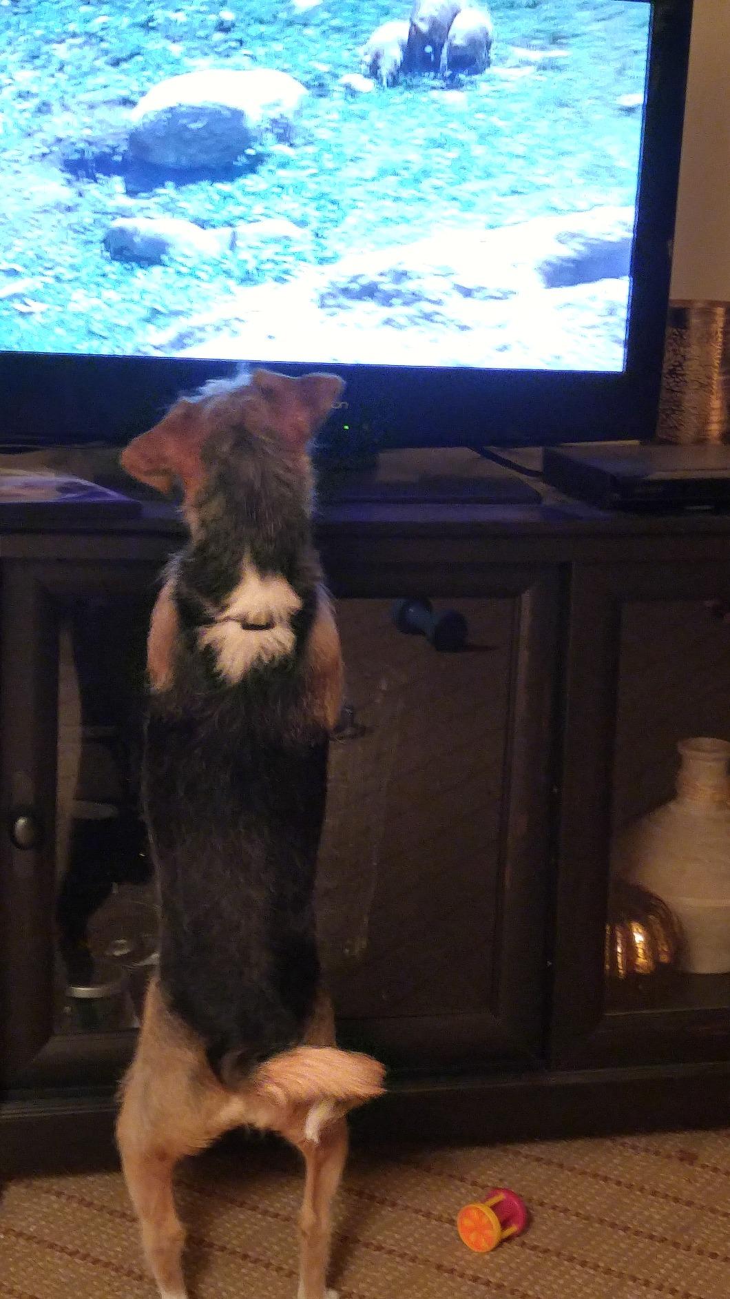 DVD For Dogs: While You Are Gone Relaxing Dog Video, Dog Movie for Separation Anxiety Customer Review DVD For Dogs: While You Are Gone Relaxing Dog Video, Dog Movie for Separation Anxiety - Customer Photo 4