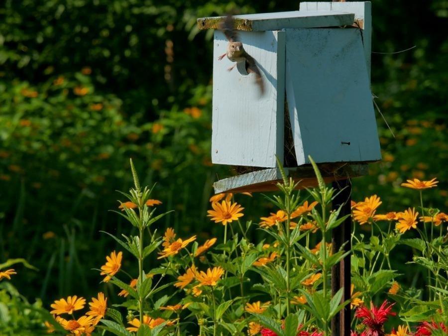 Panasonic LUMIX G7KS 4K Mirrorless Camera, 16 Megapixel Digital Camera, 14-42 mm Lens Kit, DMC-G7KS - Customer Photo 2