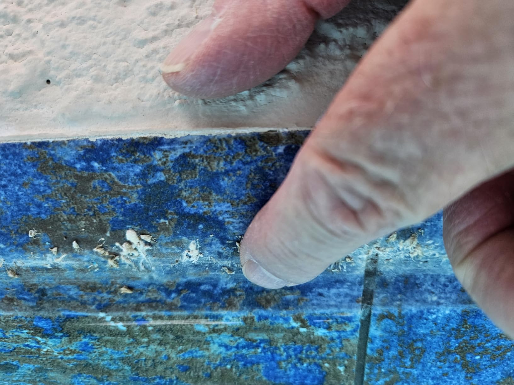 Dolphin (2025 Model) E10 Automatic Robotic Pool Vacuum Cleaner, Active Scrubber Brush, Top Load Filters Access, Ideal for Above-Ground Pools up to 30 FT in Length Customer Review Dolphin (2025 Model) E10 Automatic Robotic Pool Vacuum Cleaner, Active Scrubber Brush, Top Load Filters Access, Ideal for Above-Ground Pools up to 30 FT in Length - Customer Photo 4