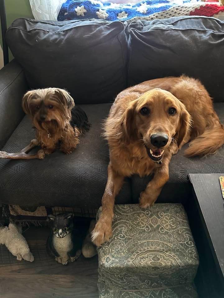 BLACK+DECKER dustbuster furbuster AdvancedClean Cordless Pet Handheld Vacuum, Home and Car Vacuum (HLVA325JP07) - Customer Photo 2