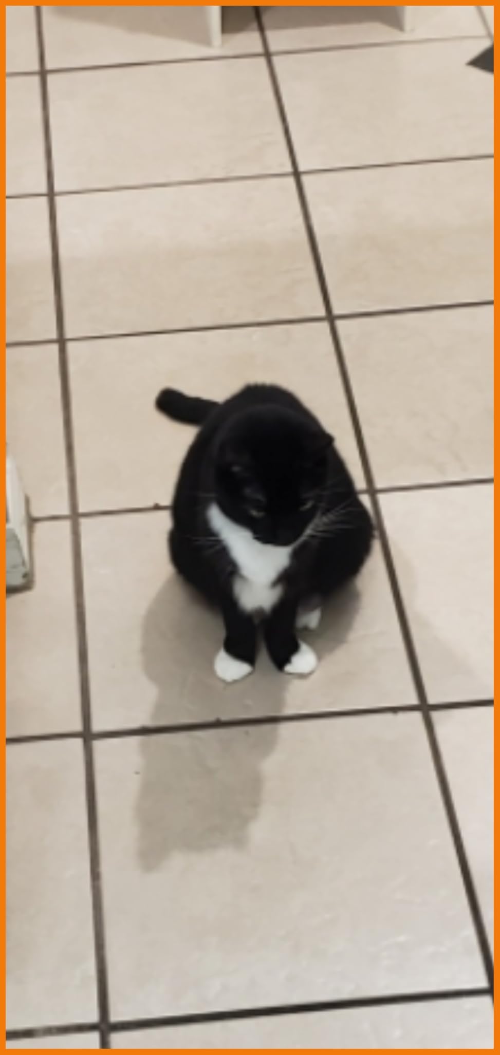 Kenmore 81214 200 Series Pet Friendly Lightweight Bagged Canister Vacuum with HEPA, 2 Motor System, and 3 Cleaning Tools-Orange - Customer Photo 1