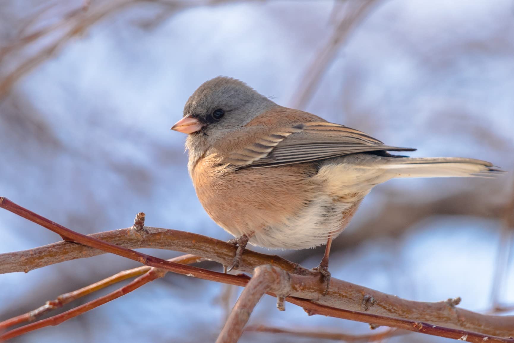 Pentax K-1 Mark II w/ D-FA 28-105 WR Lens: 36.4MP Full Frame High Resolution Digital Camera 5 Axis, 5 Steps Shake Reduction II Weather-resistant Construction Dustproof Flexible Tilt-Type LCD Monitor - Customer Photo 1