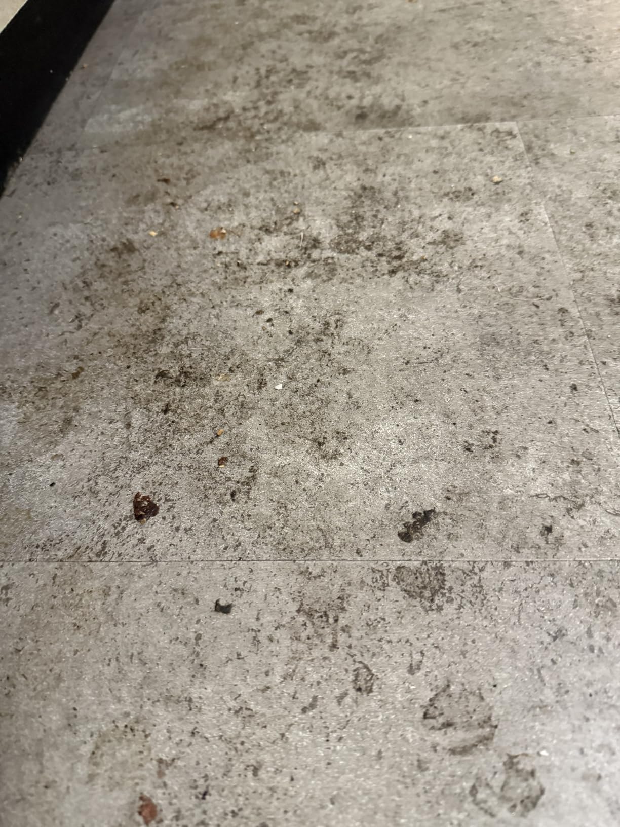 BISSELL Crosswave Pet Pro All in One Wet Dry Vacuum Cleaner and Mop for Hard Floors and Area Rugs, Purple, 2306A Customer Review BISSELL Crosswave Pet Pro All in One Wet Dry Vacuum Cleaner and Mop for Hard Floors and Area Rugs, Purple, 2306A - Customer Photo 2