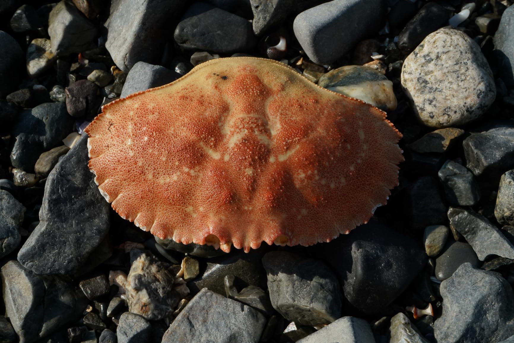 Sony a7 III (ILCEM3K/B) Full-frame Mirrorless Interchangeable-Lens Camera with 28-70mm Lens with 3-Inch LCD, Black Customer Review Sony a7 III (ILCEM3K/B) Full-frame Mirrorless Interchangeable-Lens Camera with 28-70mm Lens with 3-Inch LCD, Black - Customer Photo 1