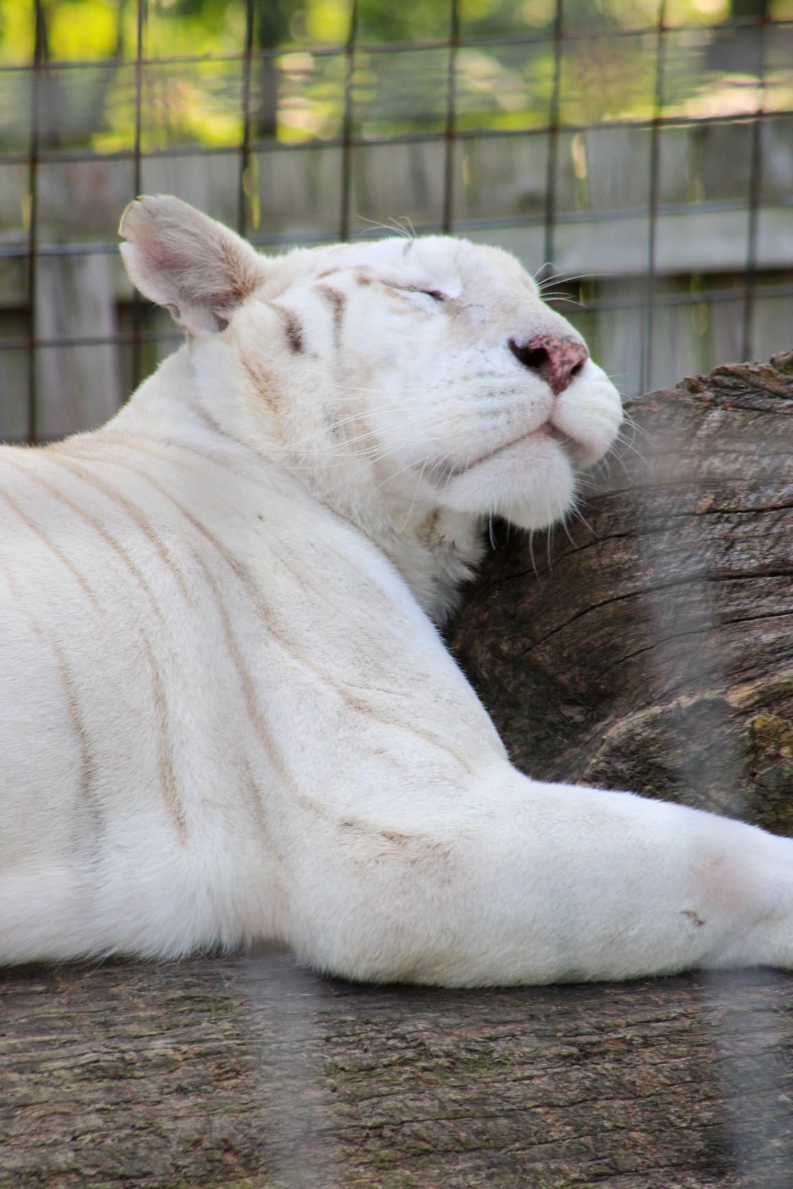 Canon EOS Rebel T7 DSLR Camera with 18-55mm Lens | Built-in Wi-Fi | 24.1 MP CMOS Sensor | DIGIC 4+ Image Processor and Full HD Videos - Customer Photo 1