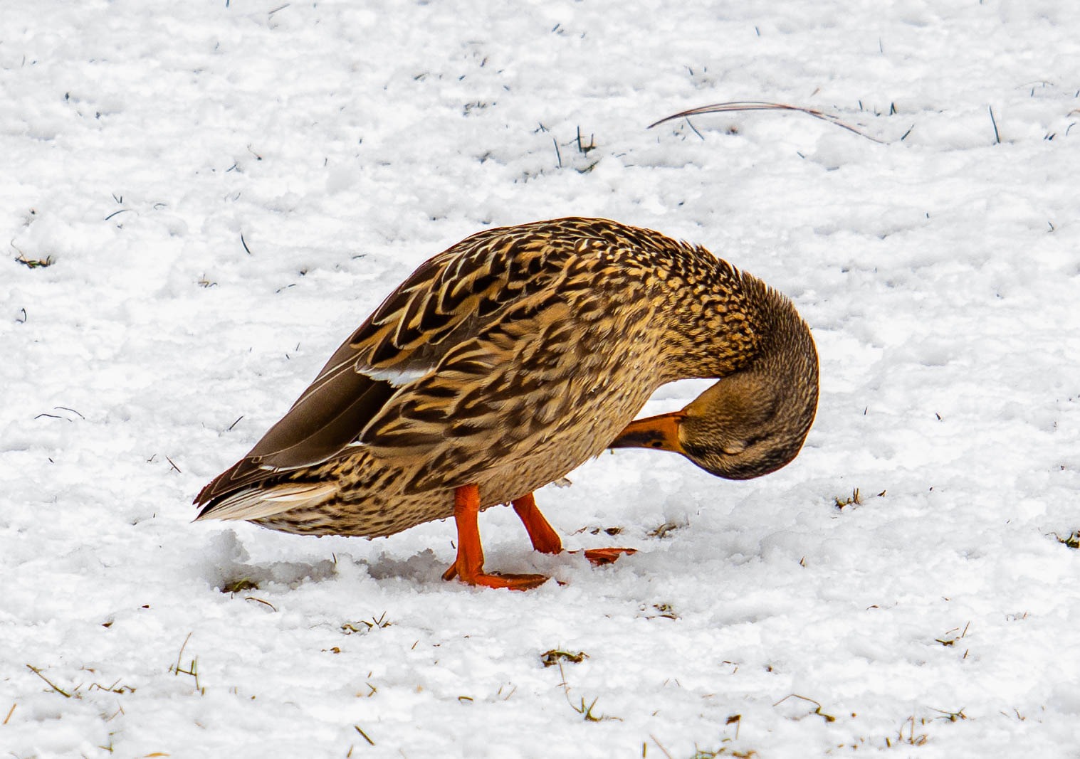 Canon EOS M50 Mirrorless Camera Kit w/EF-M15-45mm and 4K Video (Black) (Renewed) Customer Review Canon EOS M50 Mirrorless Camera Kit w/EF-M15-45mm and 4K Video (Black) (Renewed) - Customer Photo 1