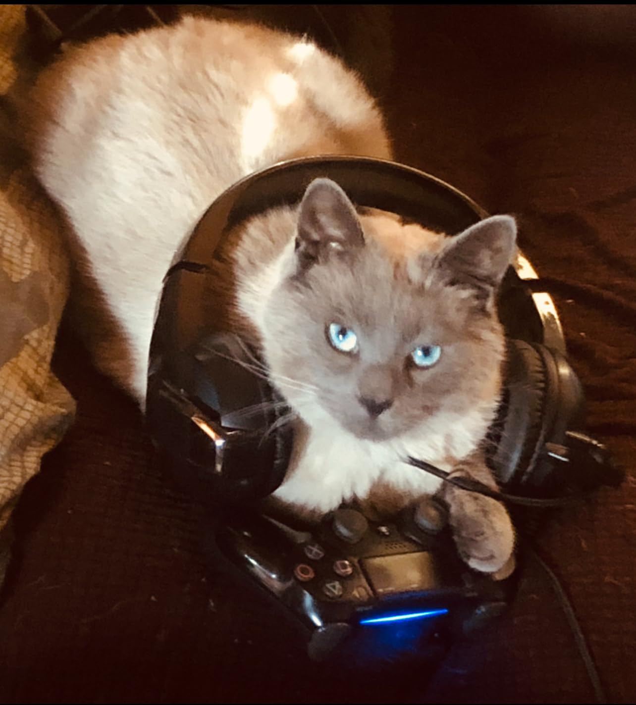 NUBWO Gaming headsets PS4 N7 Stereo Xbox one Headset Wired PC Gaming Headphones with Noise Canceling Mic, Over Ear Gaming Headphones for PC/MAC/PS4/PS5/Switch/Xbox one (Adapter Not Included) Customer Review NUBWO Gaming headsets PS4 N7 Stereo Xbox one Headset Wired PC Gaming Headphones with Noise Canceling Mic, Over Ear Gaming Headphones for PC/MAC/PS4/PS5/Switch/Xbox one (Adapter Not Included) - Customer Photo 1