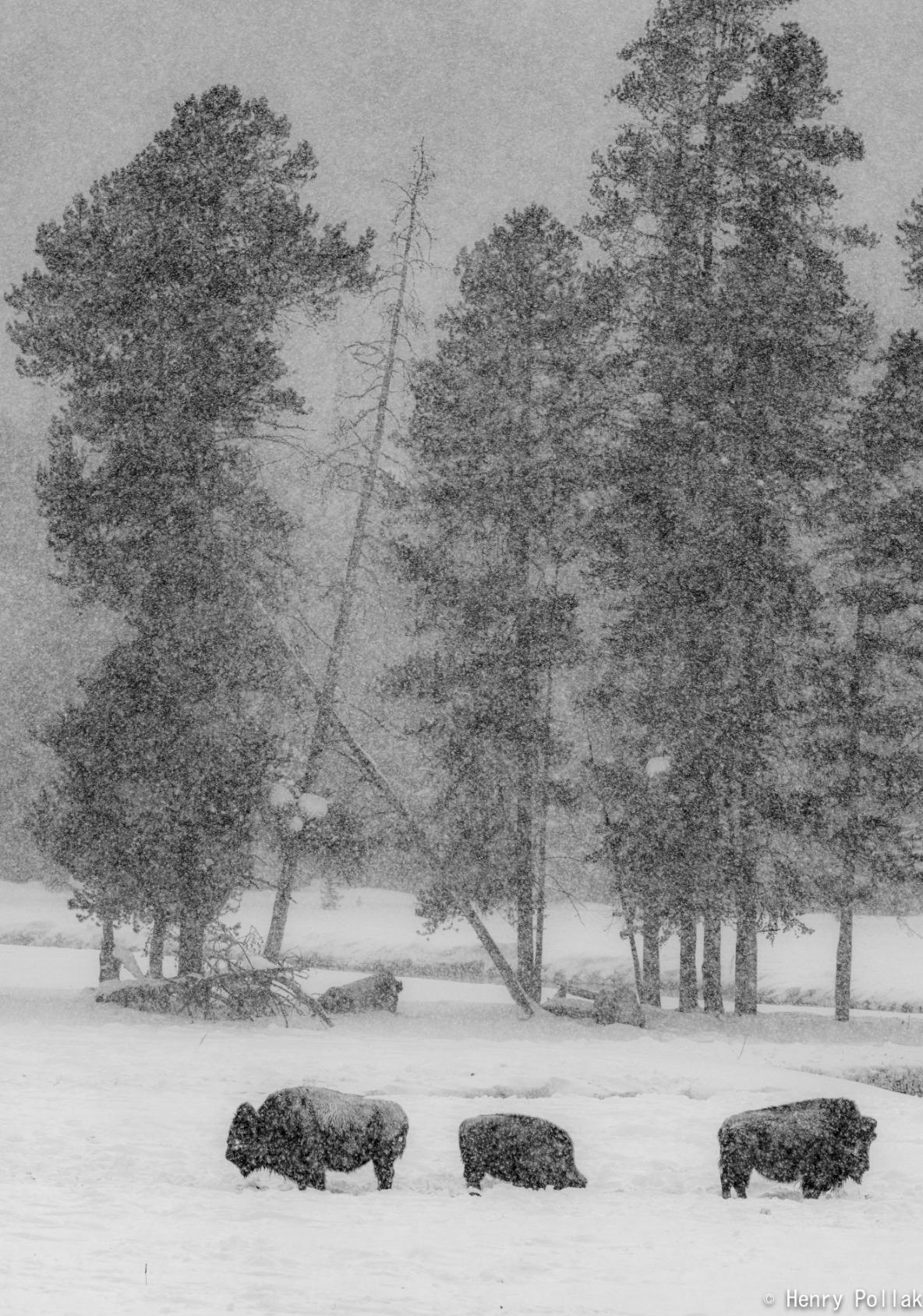 GFX 100 Medium Format Digital Camera Customer Review GFX 100 Medium Format Digital Camera - Customer Photo 1