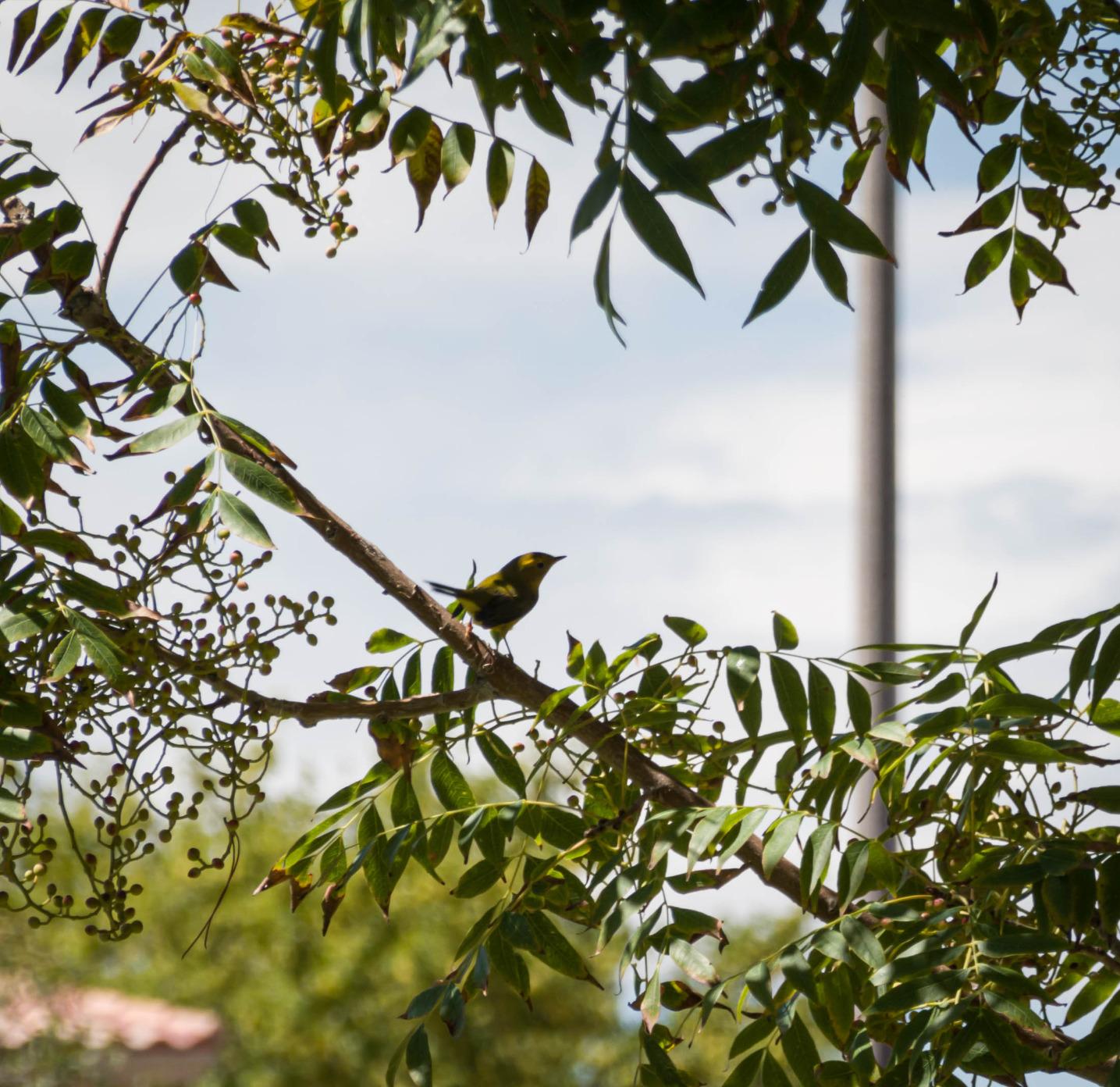 Sony RX100 VII Premium Compact Camera with 1.0-type stacked CMOS sensor (DSCRX100M7) Customer Review Sony RX100 VII Premium Compact Camera with 1.0-type stacked CMOS sensor (DSCRX100M7) - Customer Photo 3