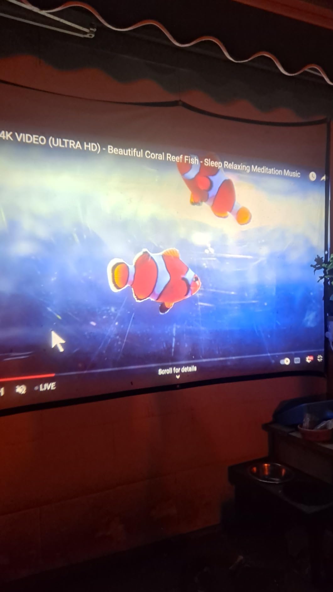 TMY 1080P Full HD Portable Mini Projector, Upgraded Bluetooth Movie Projector with Screen, Compatible with TV Stick Smartphone/HDMI/USB, Indoor & Outdoor Use Customer Review TMY 1080P Full HD Portable Mini Projector, Upgraded Bluetooth Movie Projector with Screen, Compatible with TV Stick Smartphone/HDMI/USB, Indoor & Outdoor Use - Customer Photo 1