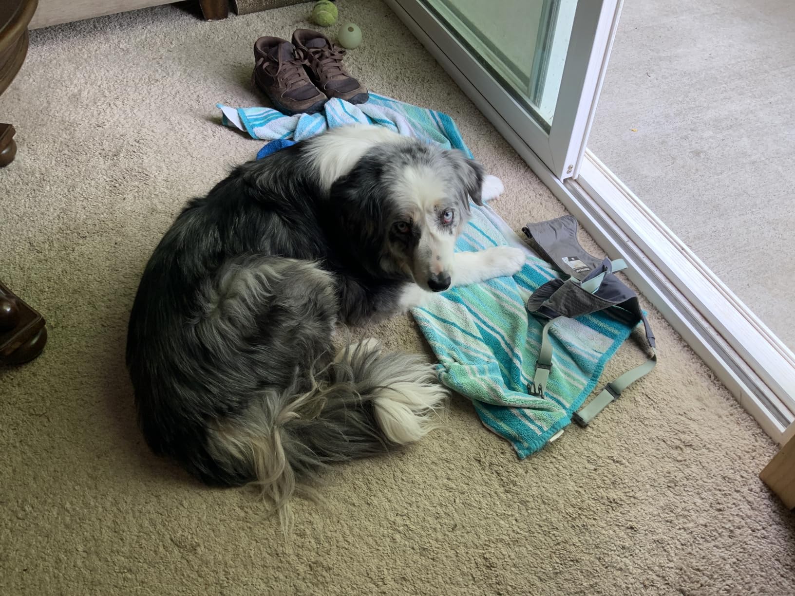 CRAFTSMAN CMXEVBE17250 2.5 Gallon 2.5 Peak HP Wet Dry Vac, Portable Shop Vacuum Wet and Dry with 4 Filter Bags, Hose and Attachments for Cleaning in the Home - Customer Photo 1